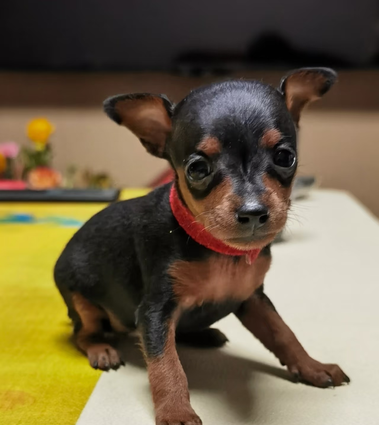 小鹿犬